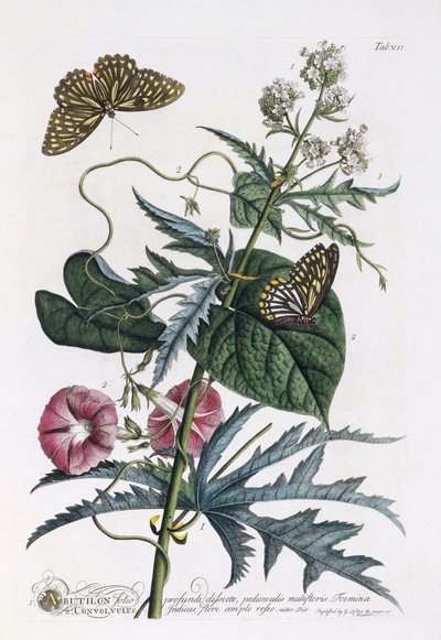Abutilon y Convolvulus, c.1748 de Georg Dionysius Ehret